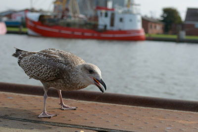 Seagull perching on a harbour quay