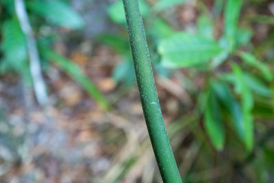 High angle view of plant growing on field