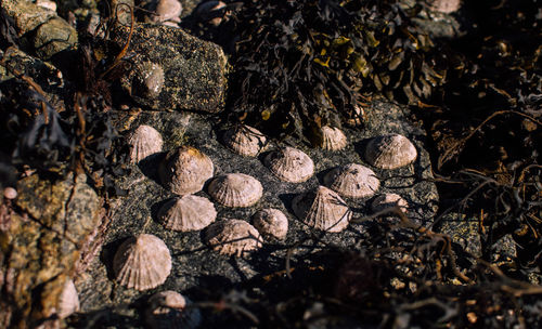Close-up of limpets on the rock