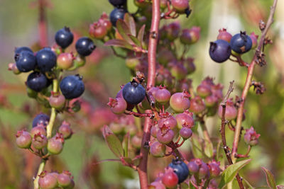 Cultivated blueberries on shrub at greenhouse at grubbe in umea