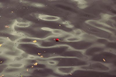 High angle view of jellyfish in water