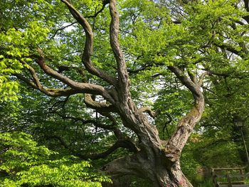 Low angle view of tree against sky