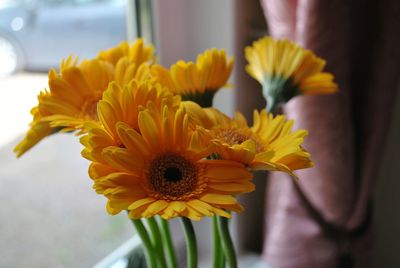 Close-up of sunflower