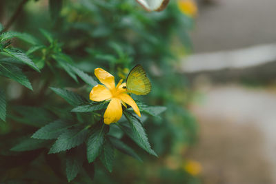 Close-up of yellow flowering plant