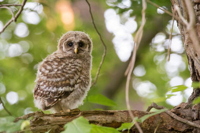 Low angle view of owl perching on tree