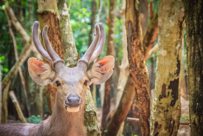 Portrait of deer