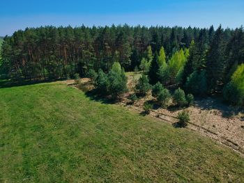 View of pine trees in forest