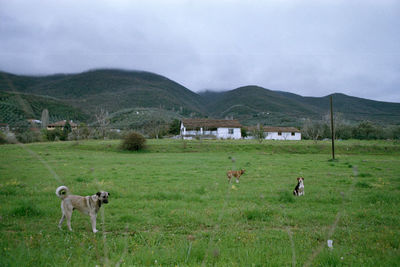 Dogs on the field in iznik