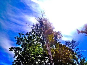 Low angle view of tree against sky