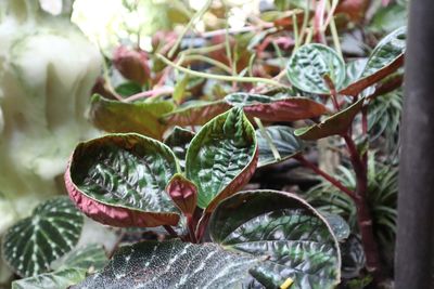 Close-up of raindrops on plant