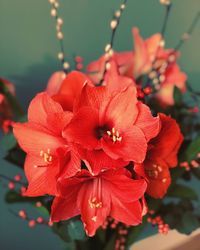 Close-up of red flowering plant