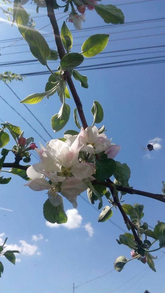 LOW ANGLE VIEW OF BLOOMING TREE AGAINST SKY