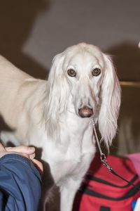 Close-up portrait of dog