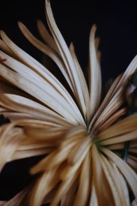 Close-up of flower plant against black background