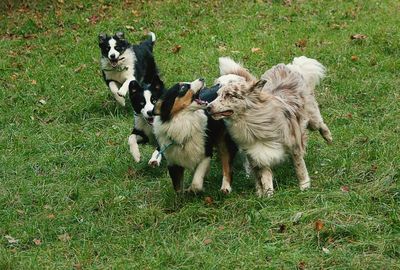 Scenic view of dugs playing on grass