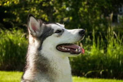 Close-up of dog on grassy field