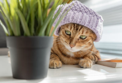 Funny red cat in a hat on a coffee table by the window.