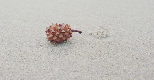 High angle view of shells on sand