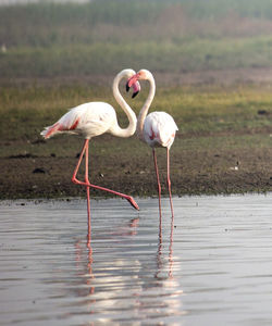 Birds flying over lake