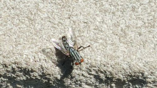 Close-up of insect on flower