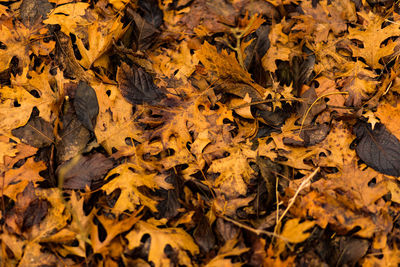 High angle view of yellow maple leaf on autumn leaves