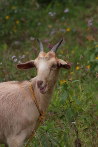 Dog grazing on grassy field