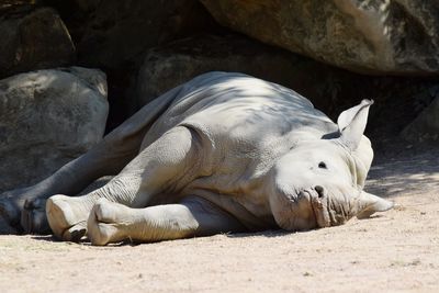View of animal sleeping on rock at zoo