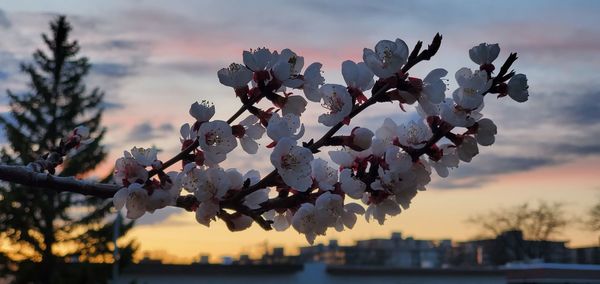 Close-up of cherry blossom against sky during sunset