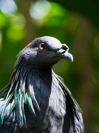 Close-up of bird perching outdoors