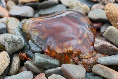 High angle view of pebbles and jellyfish on beach