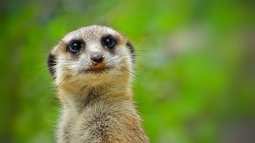 Close-up of meerkat