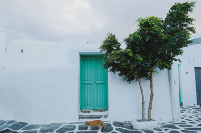 Trees against house