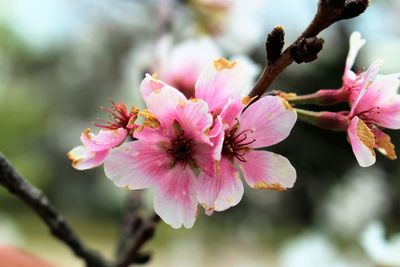 Close-up of pink flowers