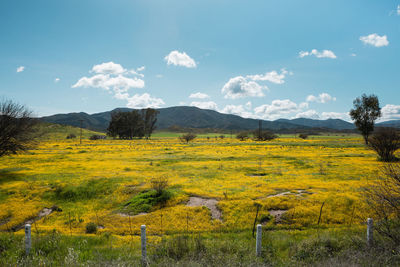 Scenic view of field against sky