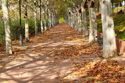 Footpath amidst trees in forest during autumn