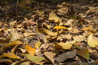 High angle view of yellow maple leaves on field