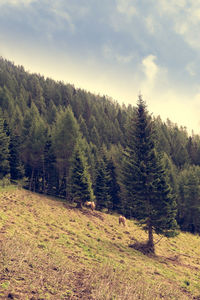 Pine trees on field against sky