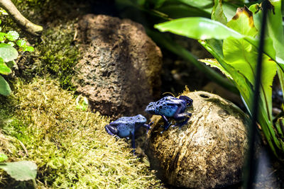 High angle view of blue poison dart frogs on rocks