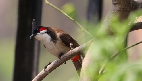 Red-whiskered bulbul perching on tree