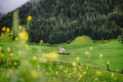 Scenic view of trees on field