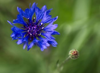 Close-up of purple blue flower