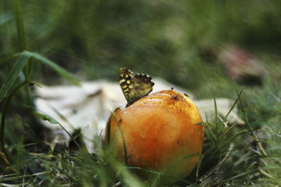 Close-up of orange fruit on field