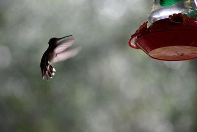 Close-up of bird flying