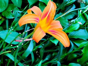 Close-up of orange day lily