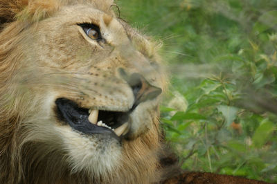 Close-up of an animal