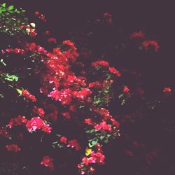 Close-up of pink flowers