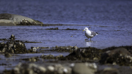 Seagull perching on a rock