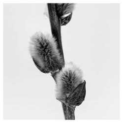 Close-up of flower against white background