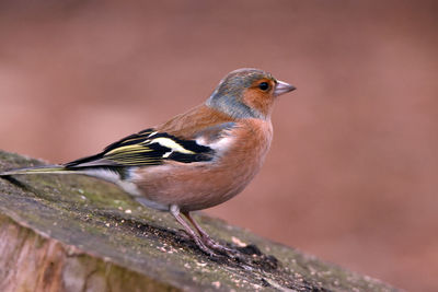 Close-up of bird perching on white background