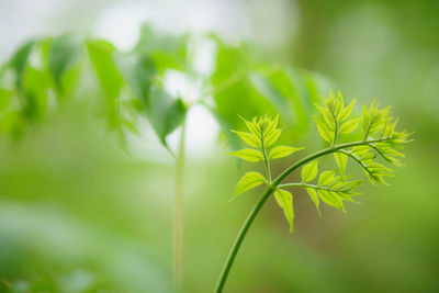 Close-up of fresh green plant